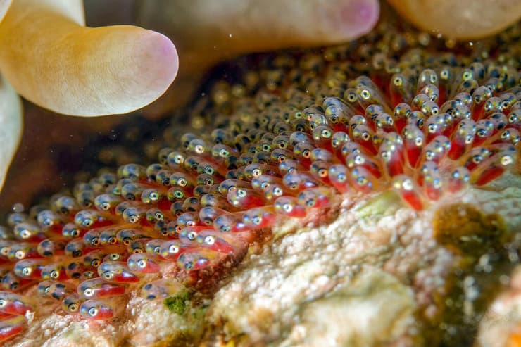 שושנון אילתי