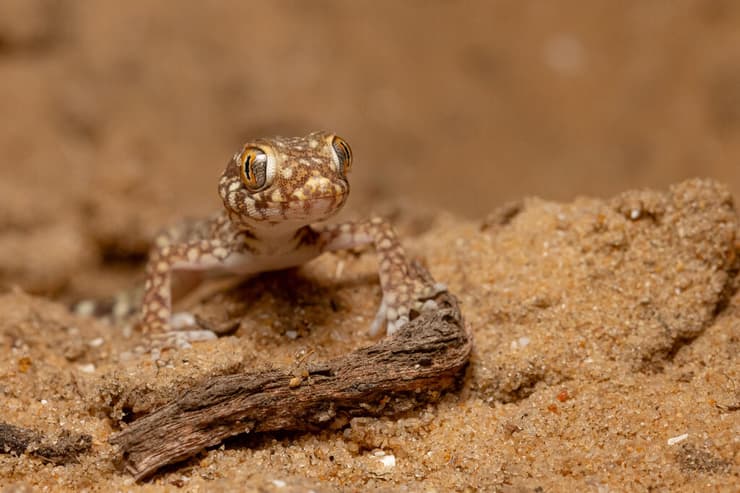 ישימונית מצויה