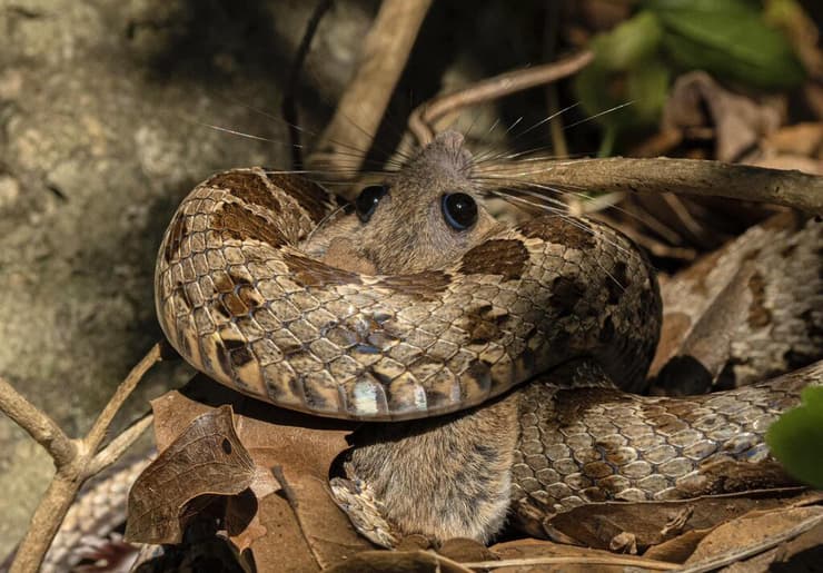 זעמן מטבעות ויערון