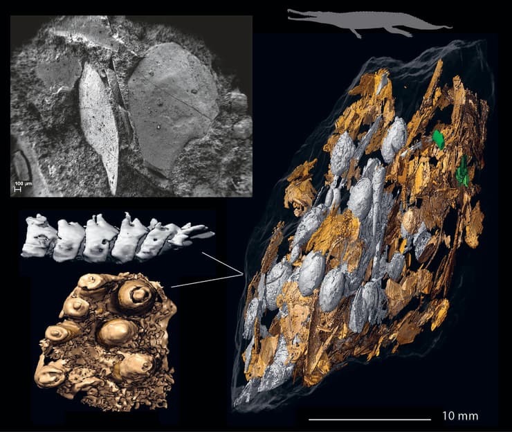 קופרוליט גדול עם שרידי דגים, של פלאורינוס - סוג של זוחל קדום ממשפחת הפייטוזאוריים, אשר חי בתקופת הטריאס הקדומה (צילום: Martin Qvarnström) קופרוליט גדול עם שרידי דגים, של פלאורינוס - סוג של זוחל קדום ממשפחת הפייטוזאוריים, אשר חי בתקופת הטריאס הקדומה