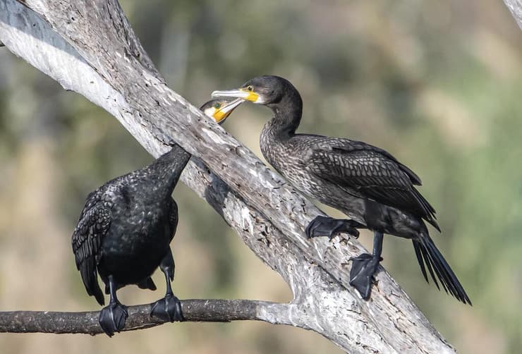 קורמורנים גדולים