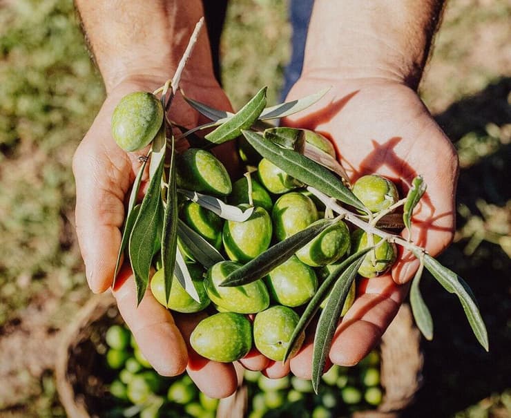 "לא לכולם יש אומץ להגיע לכאן". המסיק תחת אש פינת יא אללה ליאור בן ארי מסיק זיתים תחת אש לבנון