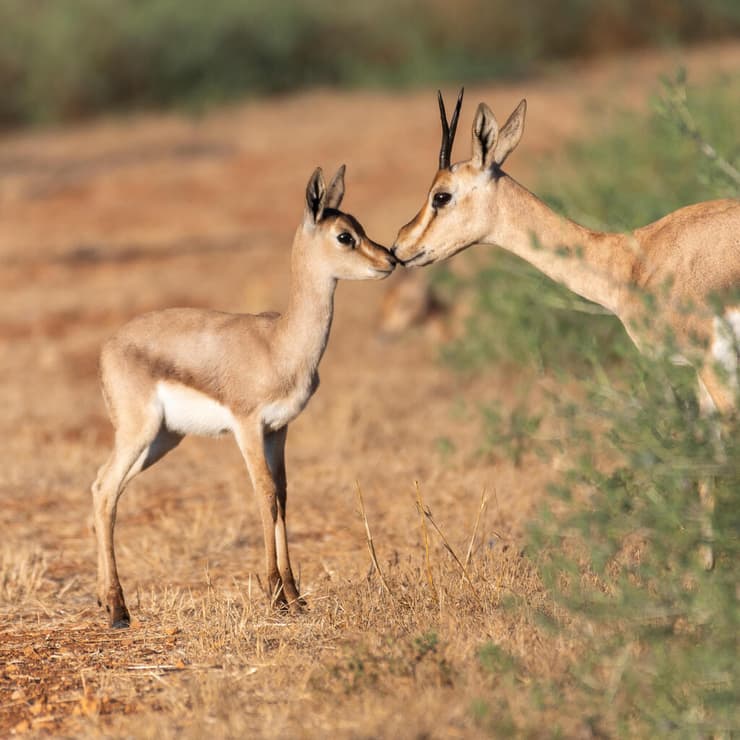 צבי ארץ-ישראלי
