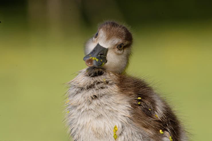 אפרוח יאורית