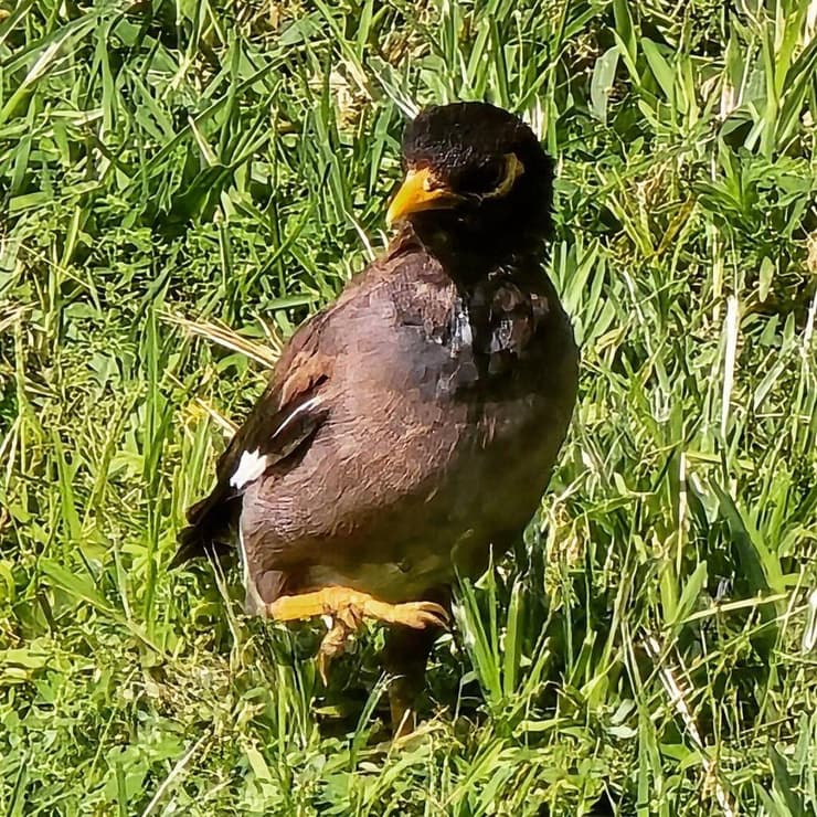 מיינה מצויה