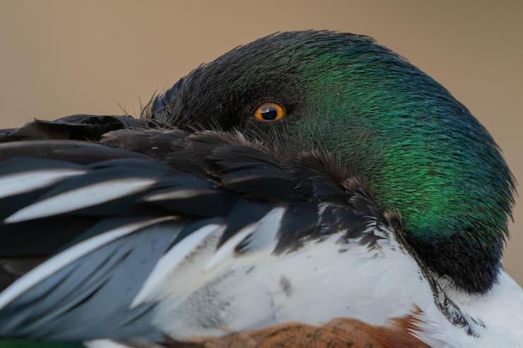 מרית צפונית