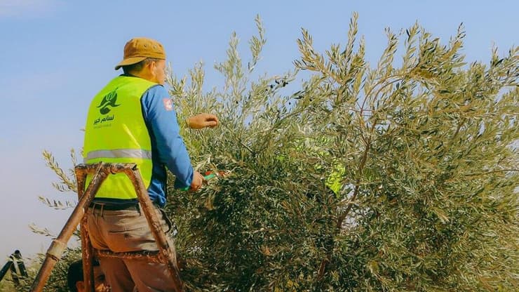 גם בלבנון היו הרוגים במטעים. מוסקים, בכל זאת פינת יא אללה ליאור בן ארי מסיק זיתים תחת אש לבנון