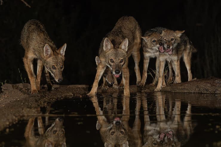 תנים זהובים