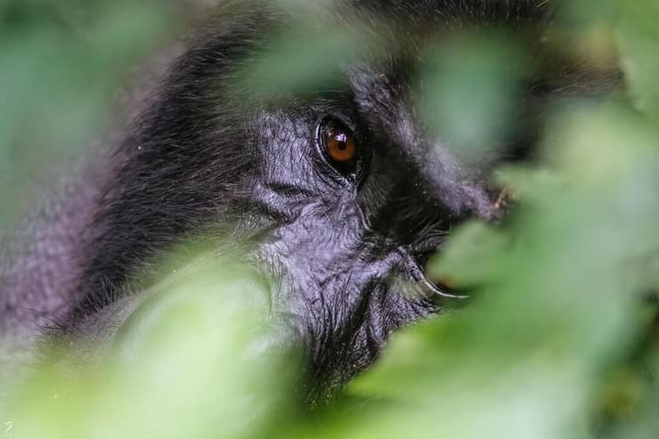 גורילת הרים