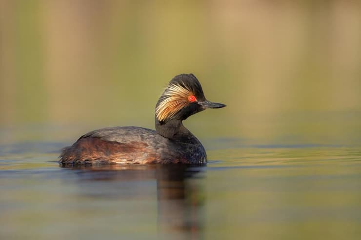 טבלן בינוני