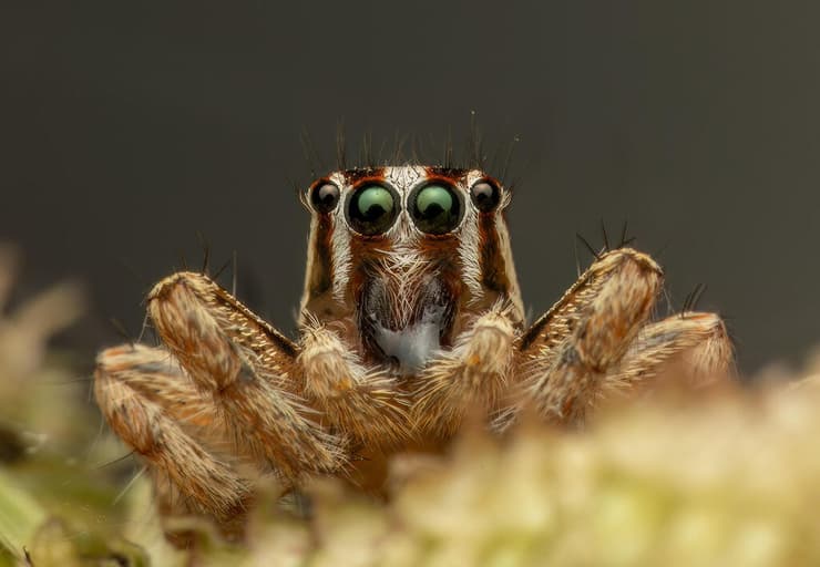 קופצן הבתים