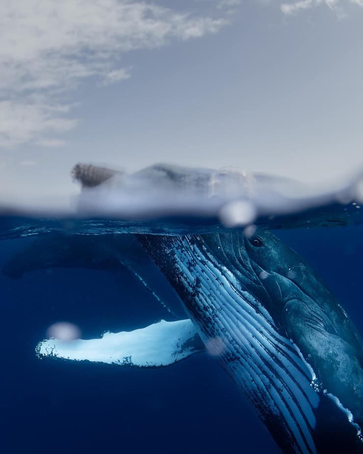לווייתן גדול סנפיר