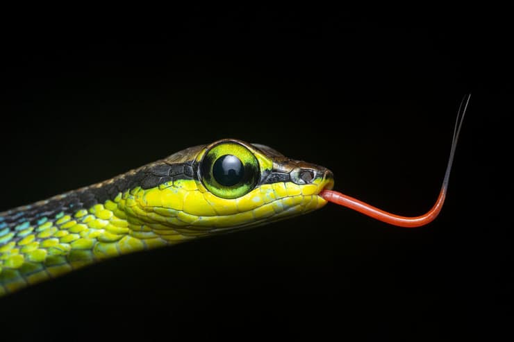 נחש דנדרלפיס