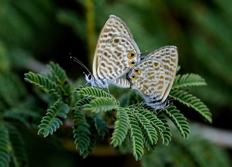 כחלוני האספסת