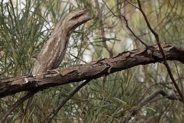 פודרגוס ינשופי