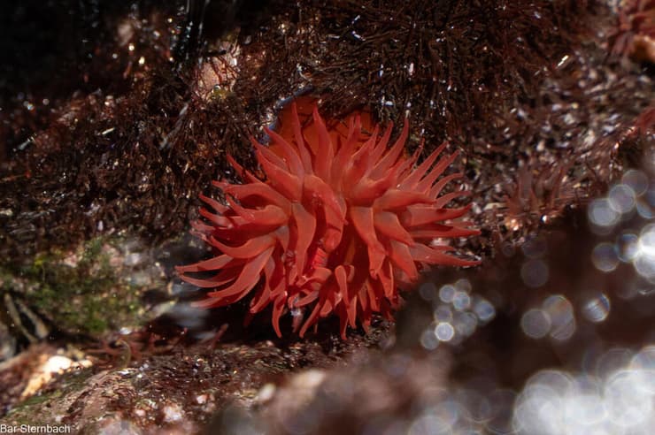 שושנת ים אדומה
