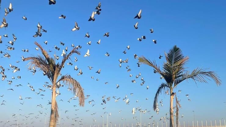 שחפים בעפולה (צילום: חן כהן) עפולה
