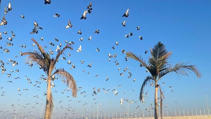 ציפורים בעפולה (צילום: חן כהן) עפולה