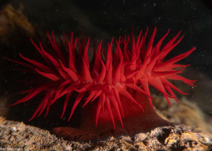    שושנת ים אדומה