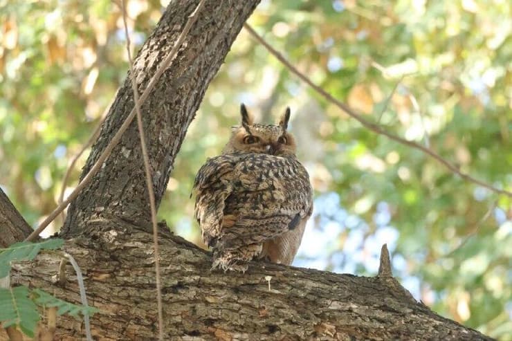 ביקור נדיר במרכז ירושלים. אוח עיטי