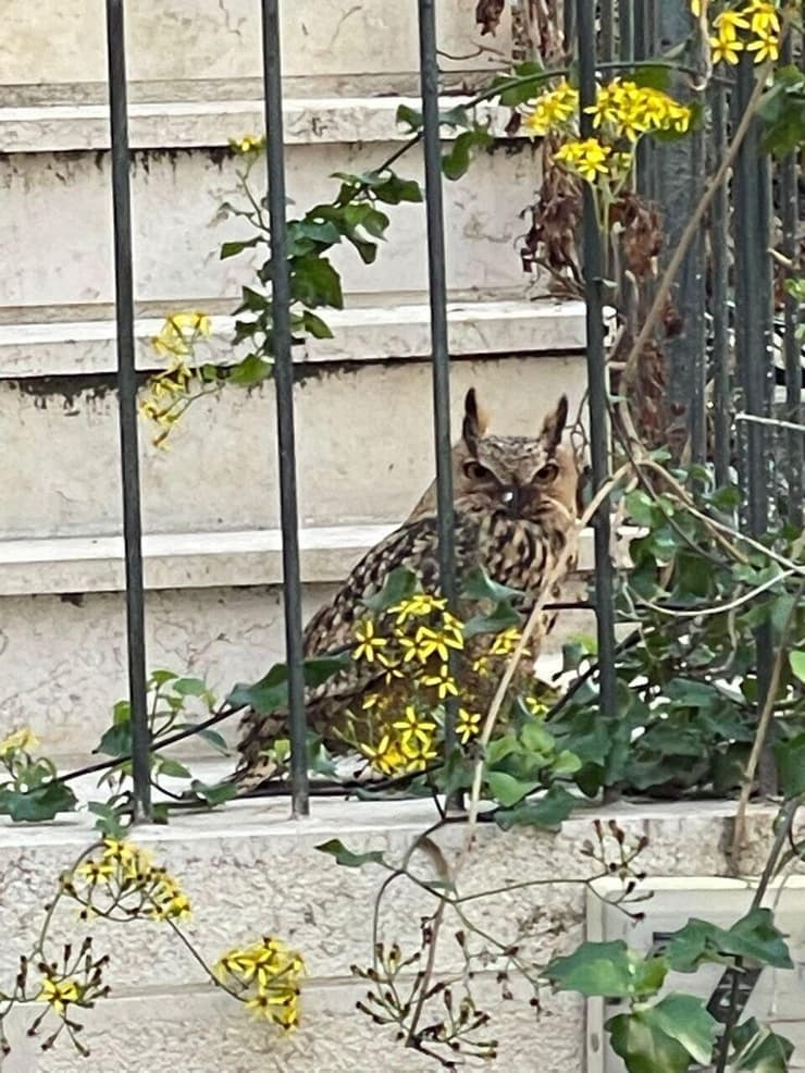 האוח העיטי על מדרגות הבית