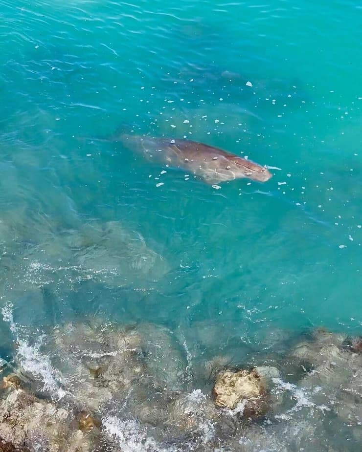 פרת ים חביבה