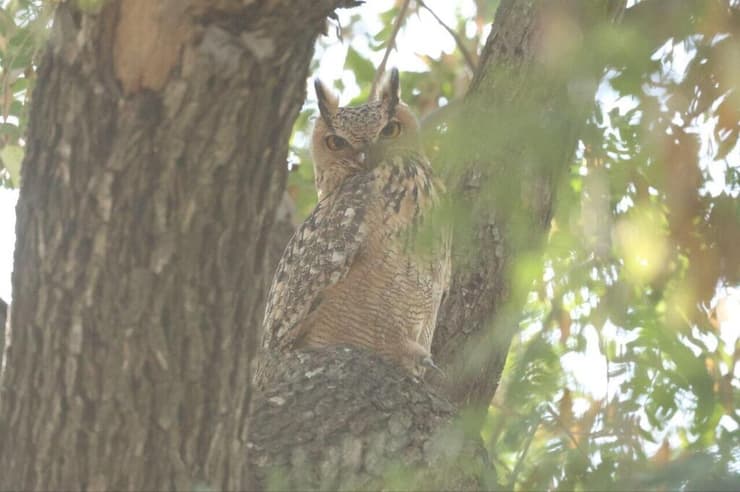האוח העיטי לאחר שעבר לעץ