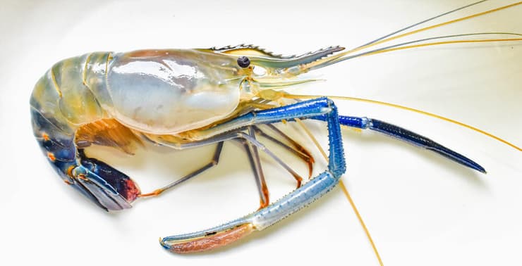 סרטן נהרות ממין פרוונית המים המתוקים (צילום: Shutterstock) סרטן נהרות ממין פרוונית המים המתוקים