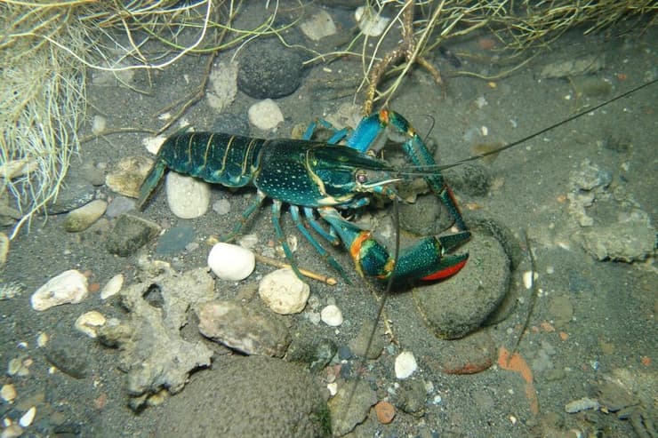 סרטן נהרות אדום צבת (צילום: Shutterstock) סרטן נהרות אדום צבת