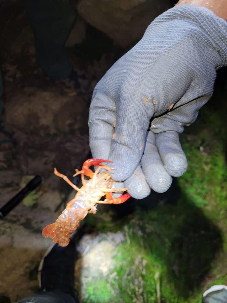 סרטן ביצות אדום שנתפס בנחל בצת (צילום: באדיבות ד"ר דנה מילשטיין, רשות הטבע והגנים) סרטן ביצות אדום שנתפס בנחל בצת