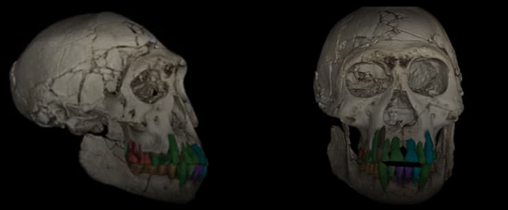 שחזור תלת מימד של גולגולת של בן 11, ששרידיו נמצאו