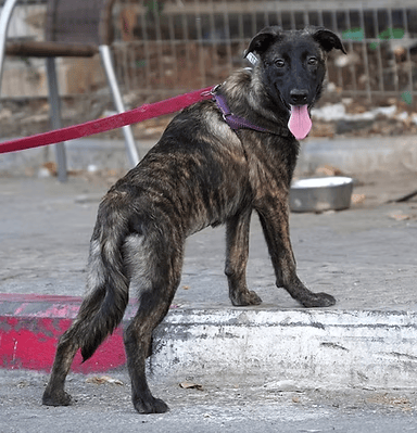 כוכבה (צילום: צער בעלי חיים רמת גן והסביבה) כוכבה