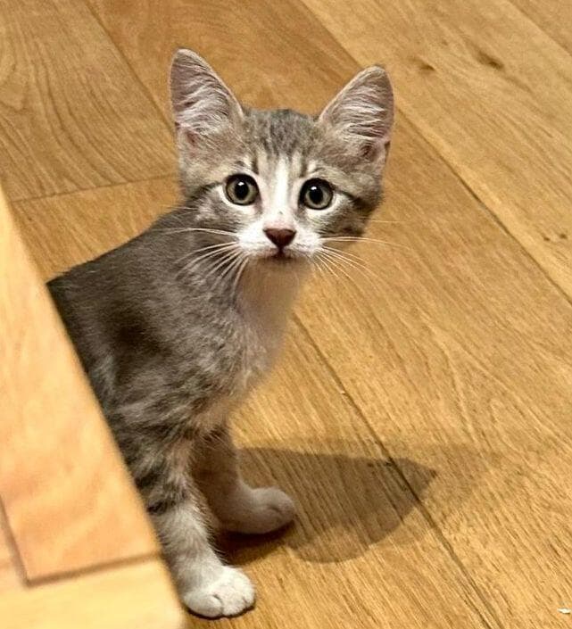 רייצ'ל (צילום: עמותת S.O.S חיות) רייצ'ל