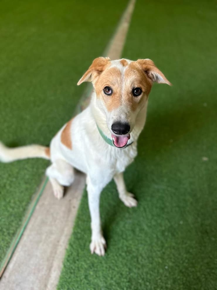 לונה (צילום: עמותת להתחיל מחדש) לונה