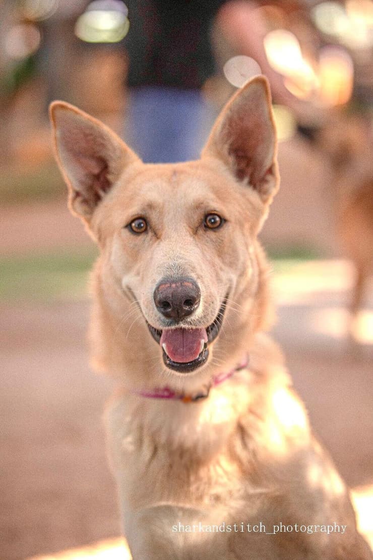 דבורי (צילום: shark and stitch photography ) דבורי