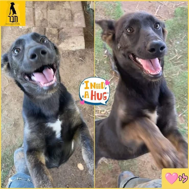 לי (צילום: עמותת חבר למען הכלבים) לי