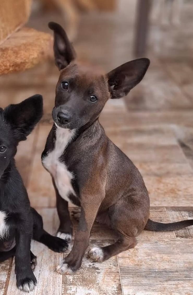 ג'ניס (צילום: גלבוע אוהבת חיות) ג'ניס