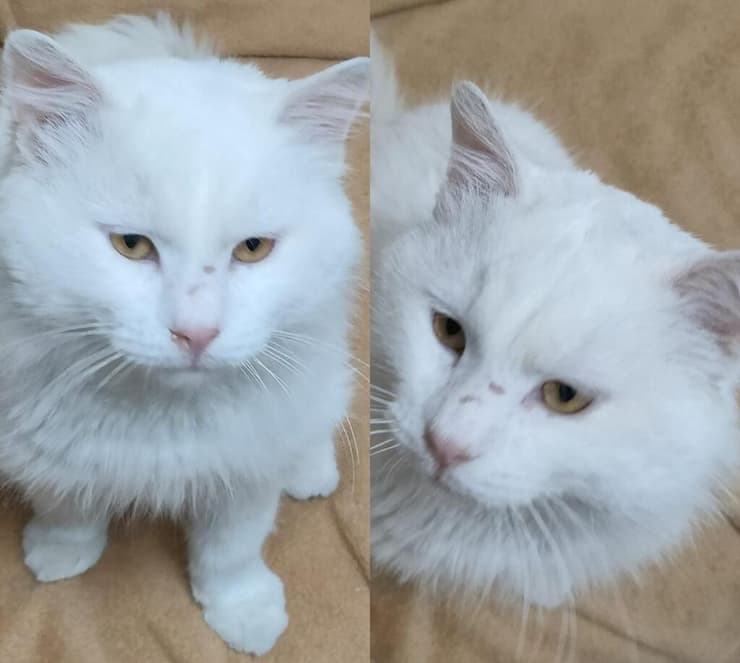 בריז (צילום: עמותת ע.ט.ל.ף) בריז