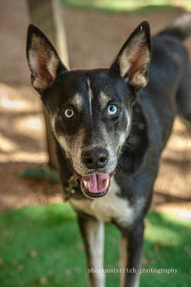 אוסקר (צילום:shark and stitch photography ) אוסקר