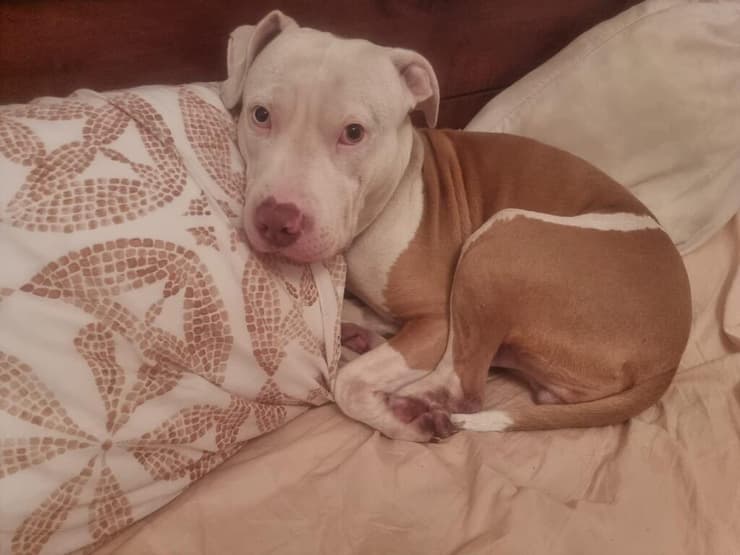 מותק (צילום: עמותת ע.ט.ל.ף) מותק