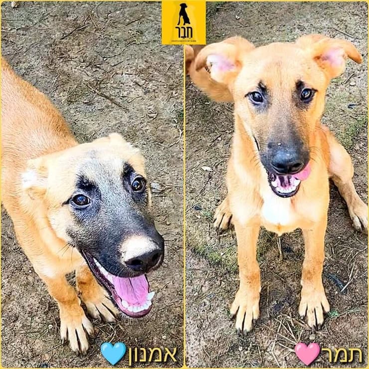 אמנון ותמר (צילום: עמותת חבר למען הכלבים) אמנון ותמר