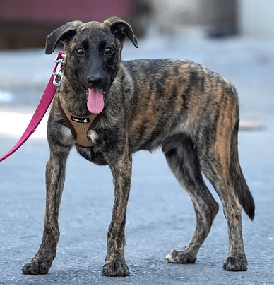 אמנון (צילום: צער בעלי חיים רמת גן והסביבה) אמנון