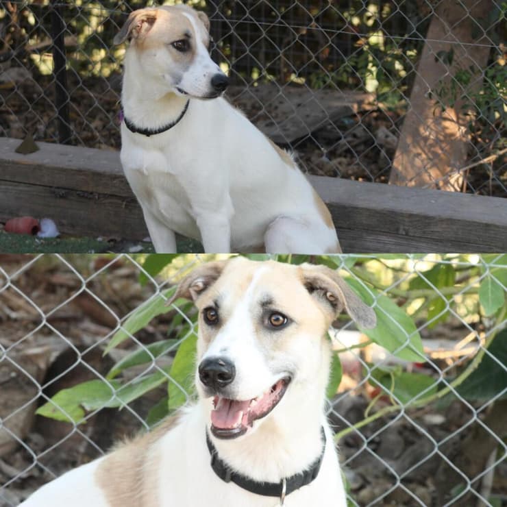 ג'סי (צילום: עמותת ע.ט.ל.ף) ג'סי