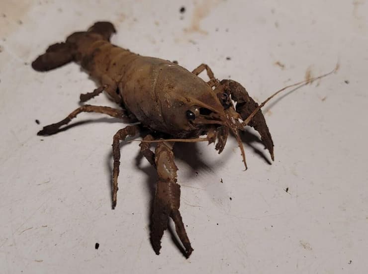 סרטן ביצות אדום (צילום: באדיבות ד"ר דנה מילשטיין, רשות הטבע והגנים) סרטן ביצות אדום