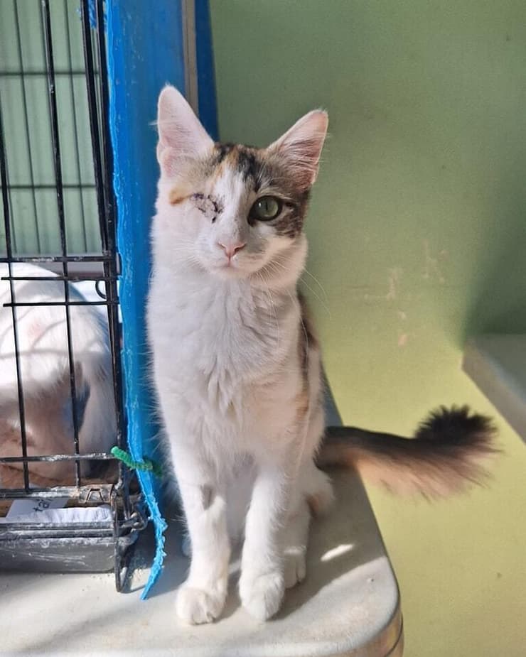 פיץ (צילום: כפר סבא רעננה אוהבות חיות) פיץ