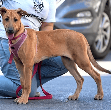 בוניטה (צילום: צער בעלי חיים רמת גן והסביבה) בוניטה