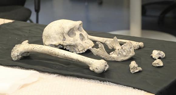 השיניים שלו מראות, אולי, שהייתה לו ילדות ארוכה יחסית לקופי אדם. מאובן של ילד בן 11, מלפני 1.77 מיליוני שנים 