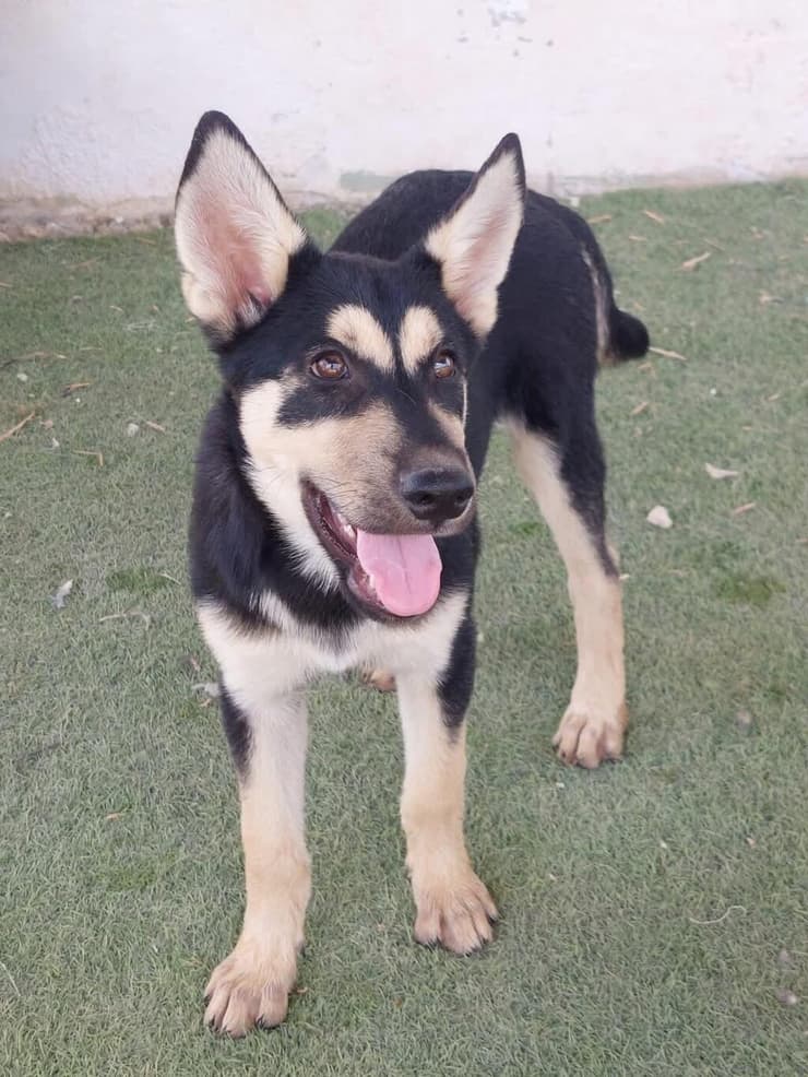 ידין (צילום: גלבוע אוהבת חיות) ידין