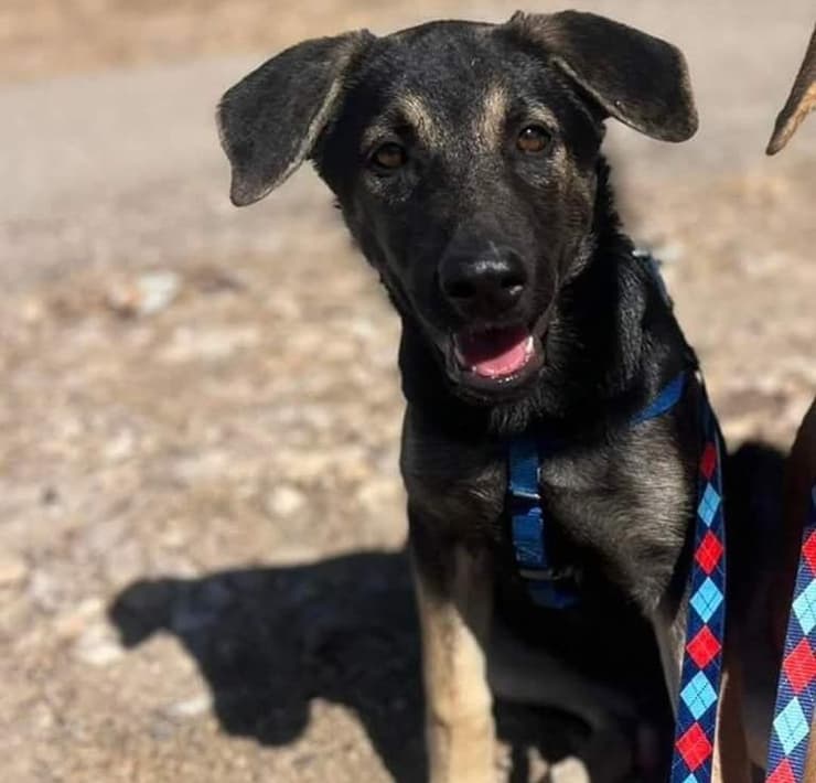 עוזי (צילום: עמותת חבר למען הכלבים) עוזי