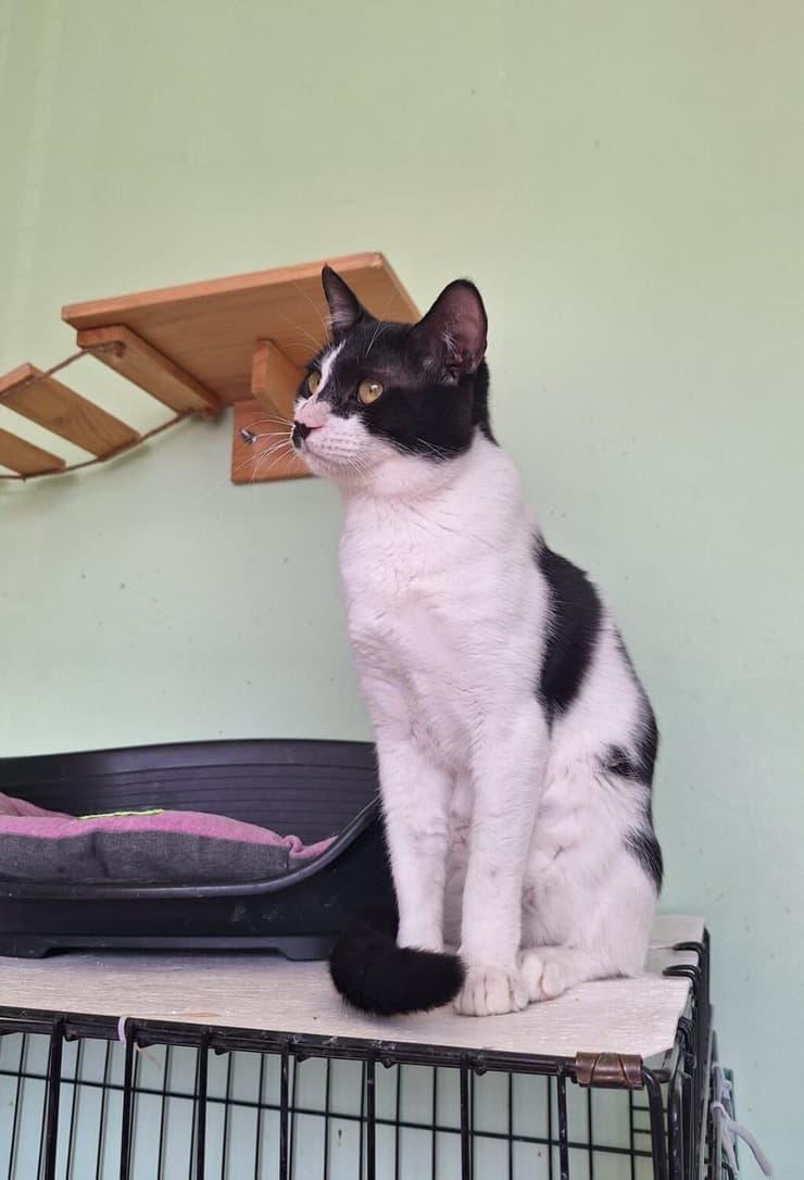 גורי (צילום: כפר סבא רעננה אוהבות חיות) גורי